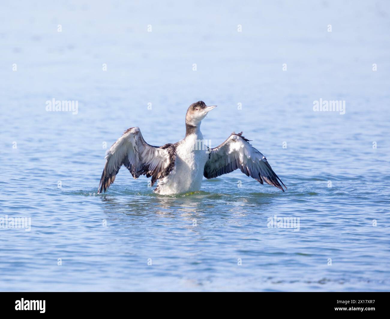 Common Loon Flapping Wings Stock Photo - Alamy