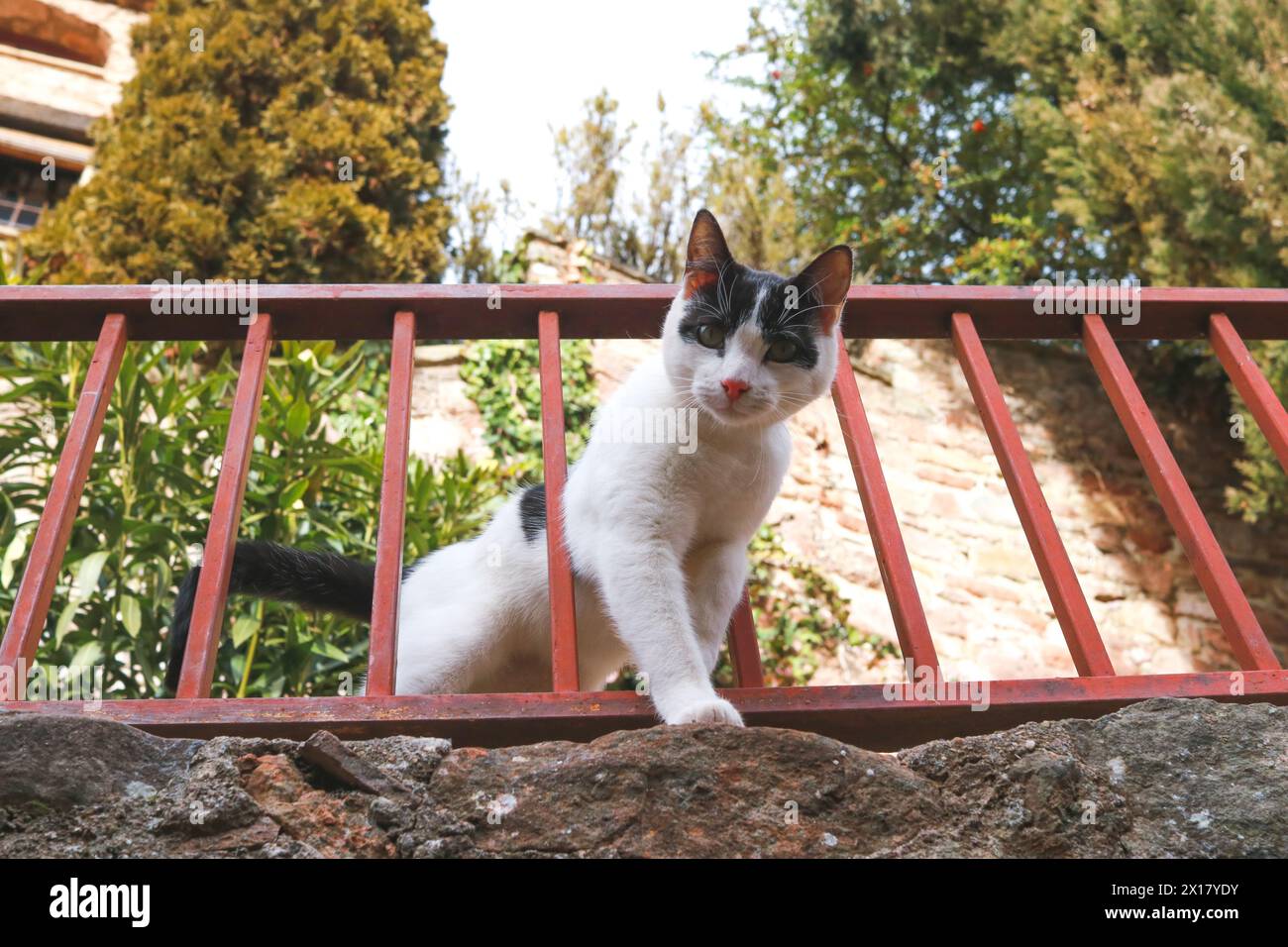A stray cat leaning over a railing looks curiously at the camera Stock ...