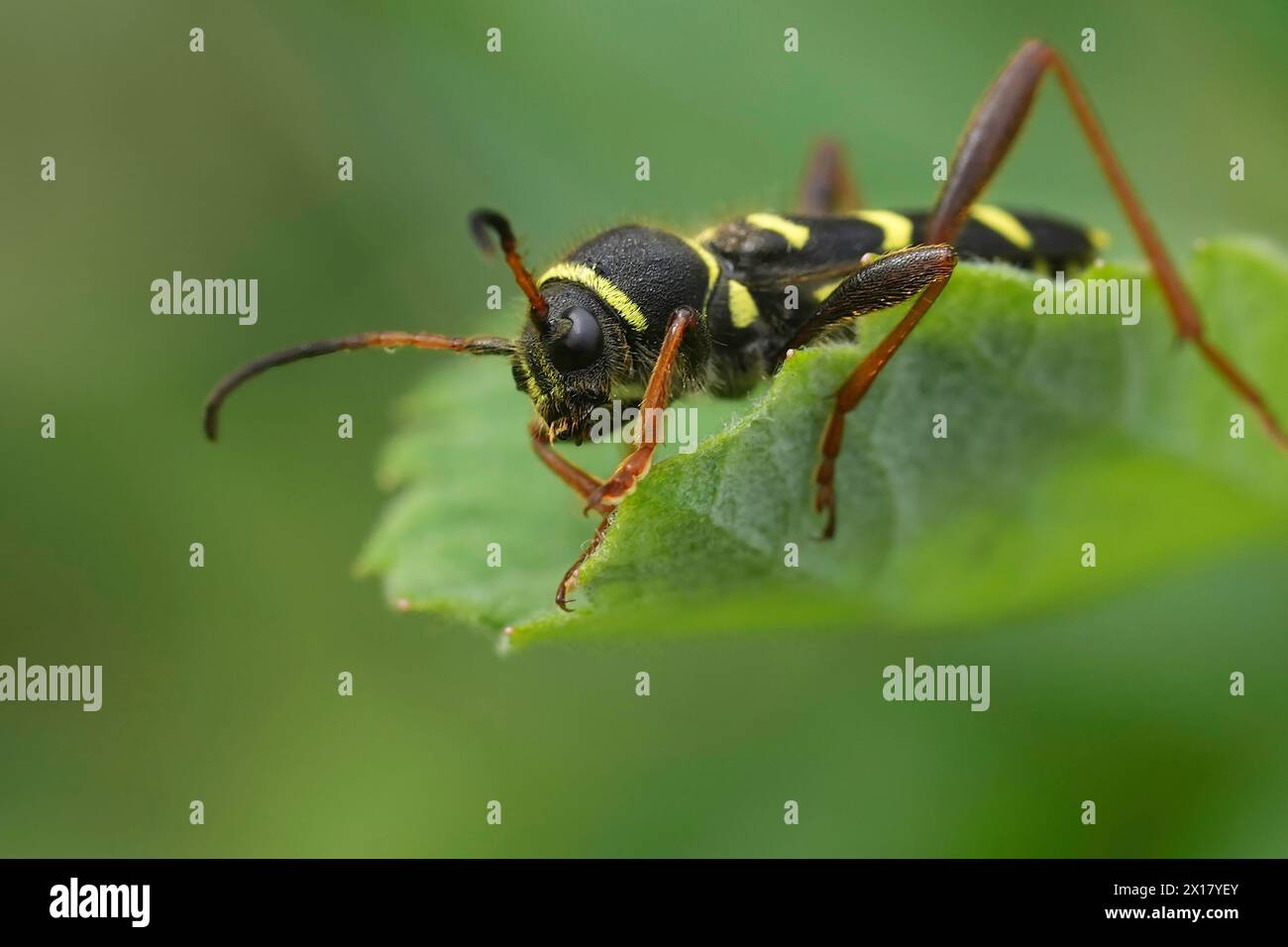 Natural closeup on a wasp-mimicking longhorn beetle, Clytus arietis Stock Photo