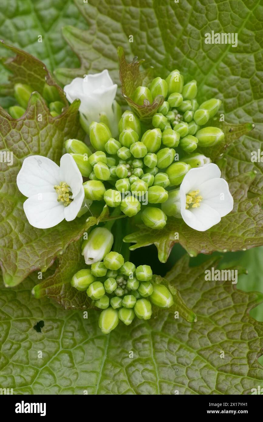 Natural vertical closeup on the emerging white flowers of the Garlic mustard wildflower Stock
