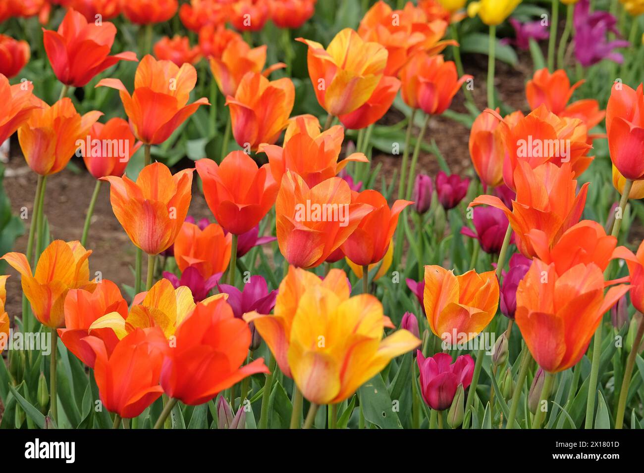 Tall orange and yellow variegated single late tulip, tulipa ‘El Nino’ in flower. Stock Photo