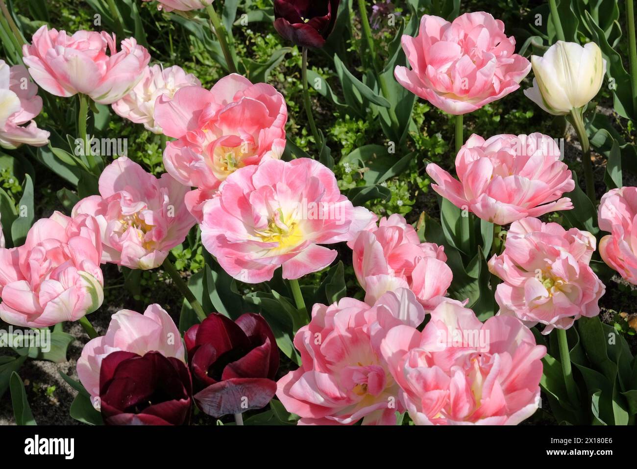 Pink and cream late double tulip, Tulipa ‘Angelique’ in flower. Stock Photo
