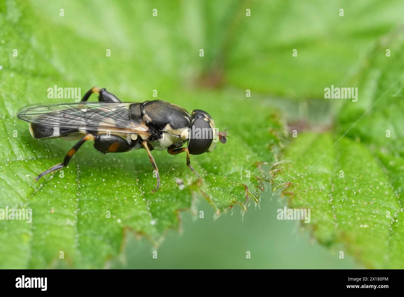 Natural extreme closeup on a European thick-legged hoverfly, Syritta pipiens, sitting on a green leaf Stock Photo