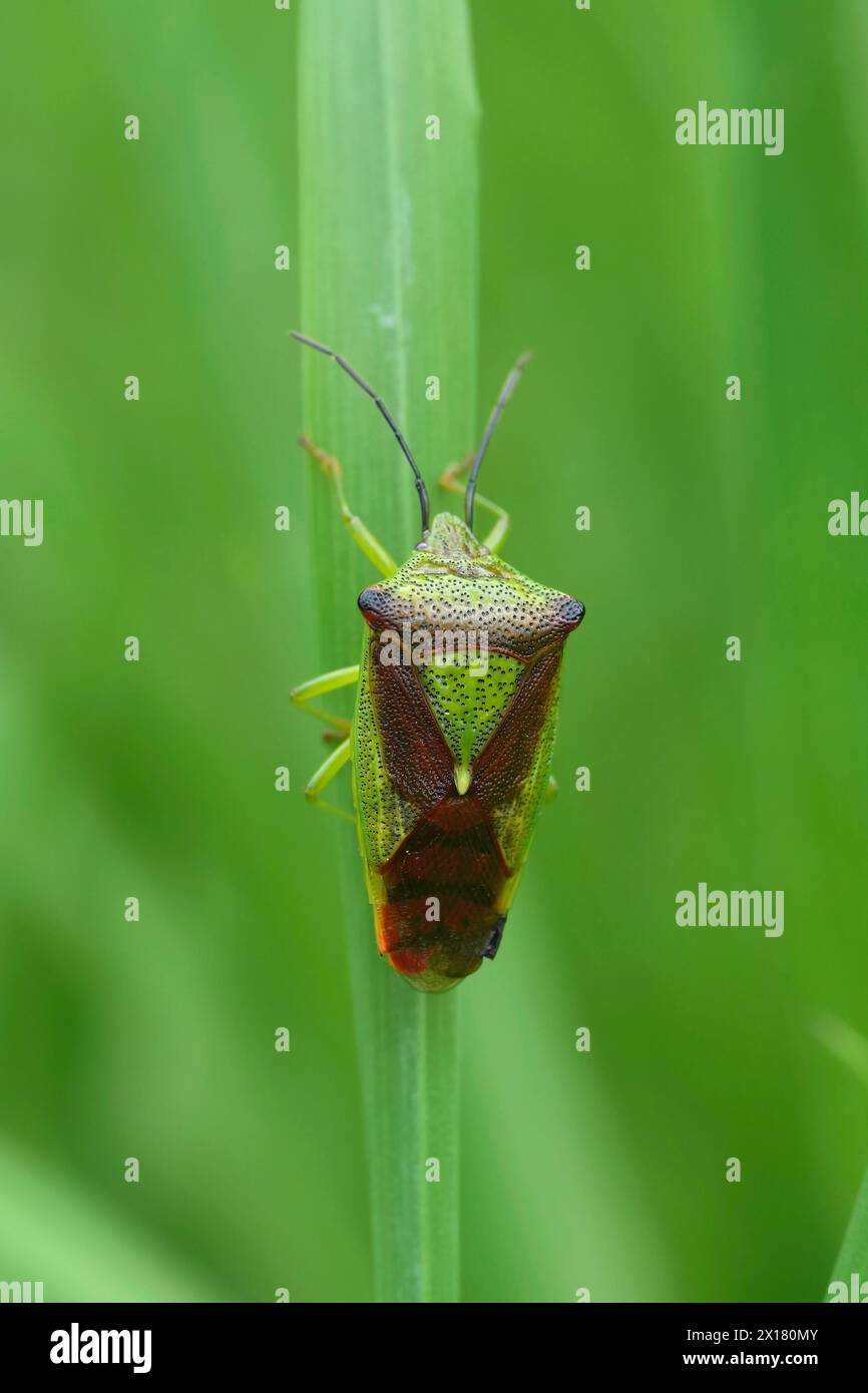 Detailed closeup on the adult imago hawthorn shield bug, Acanthosoma haemorrhoidale hiding in the grass Stock Photo