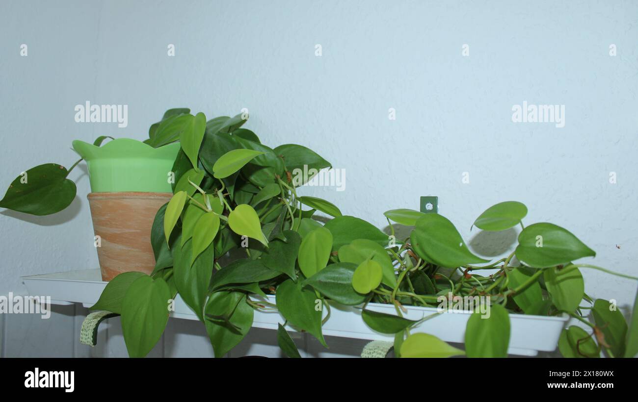 Zimmerpflanze, Ranke Stock Photo