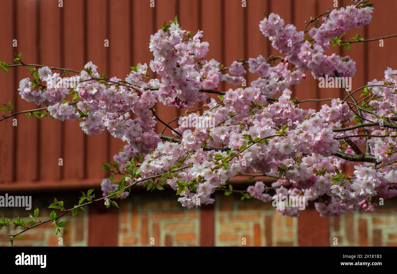 Flowering Winter Cherry (Prunus x subhirtella) 'Autmnalis ' rosea at halftimbered house in Ystad, Scania, Skane, Sweden, Scandinavia, Northern Europe Stock Photo