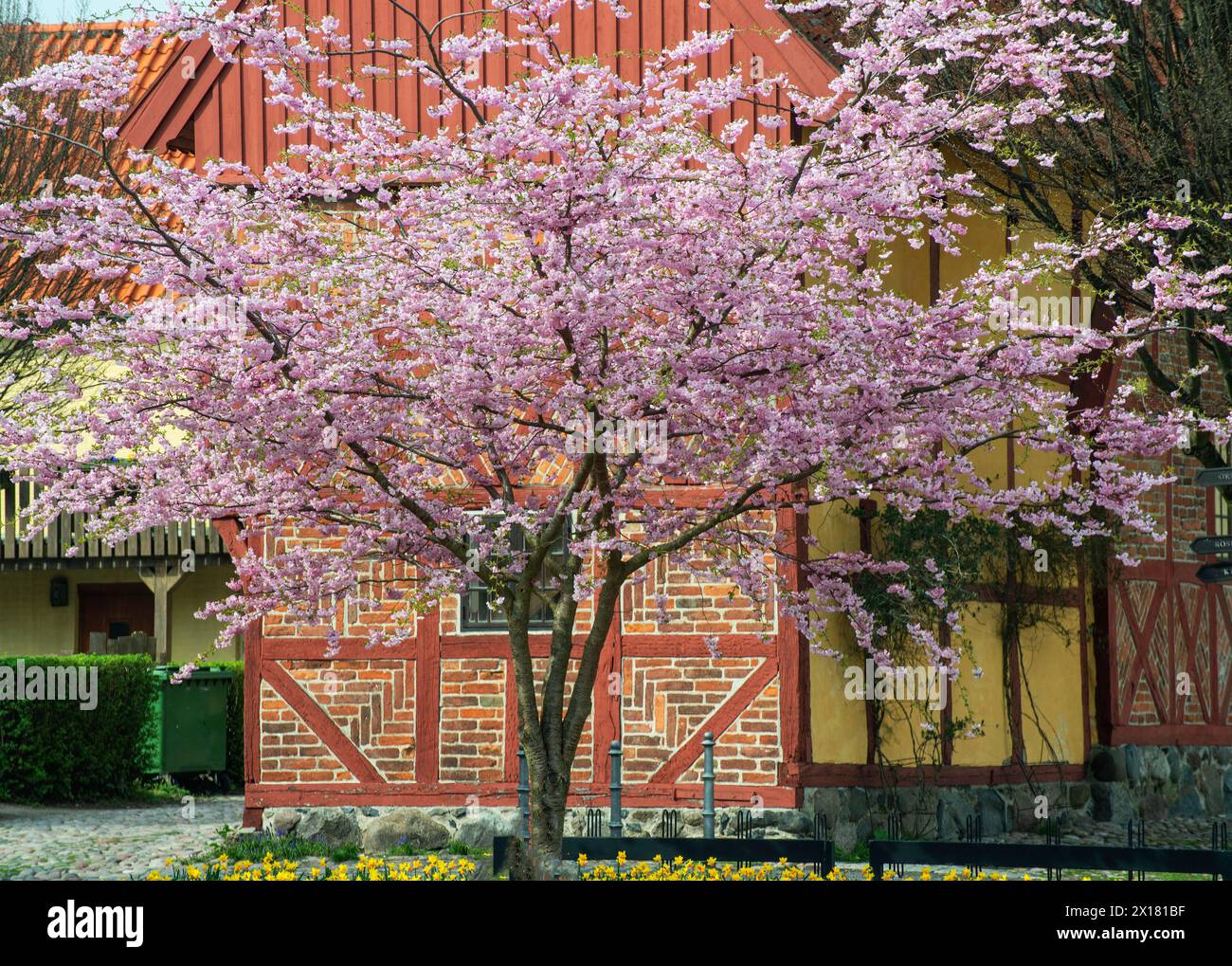 Flowering Winter Cherry (Prunus x subhirtella) 'Autmnalis ' rosea at halftimbered house in Ystad, Scania, Skane, Sweden, Scandinavia, Northern Europe Stock Photo