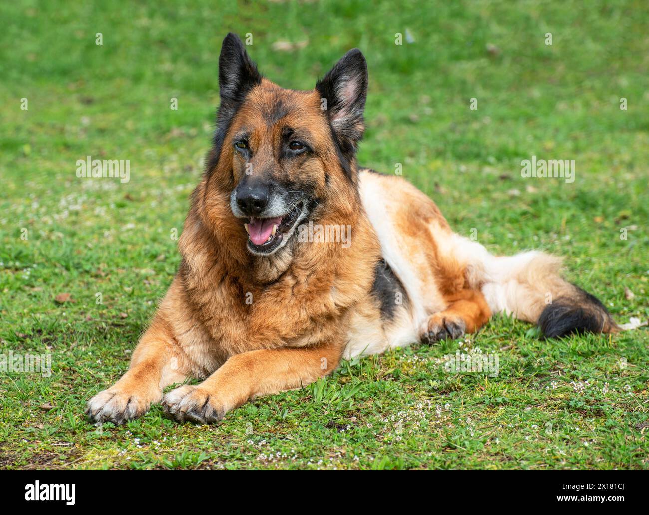 Old German shepherd dog, female, lying on lawn in Ystad, Scania, Sweden ...
