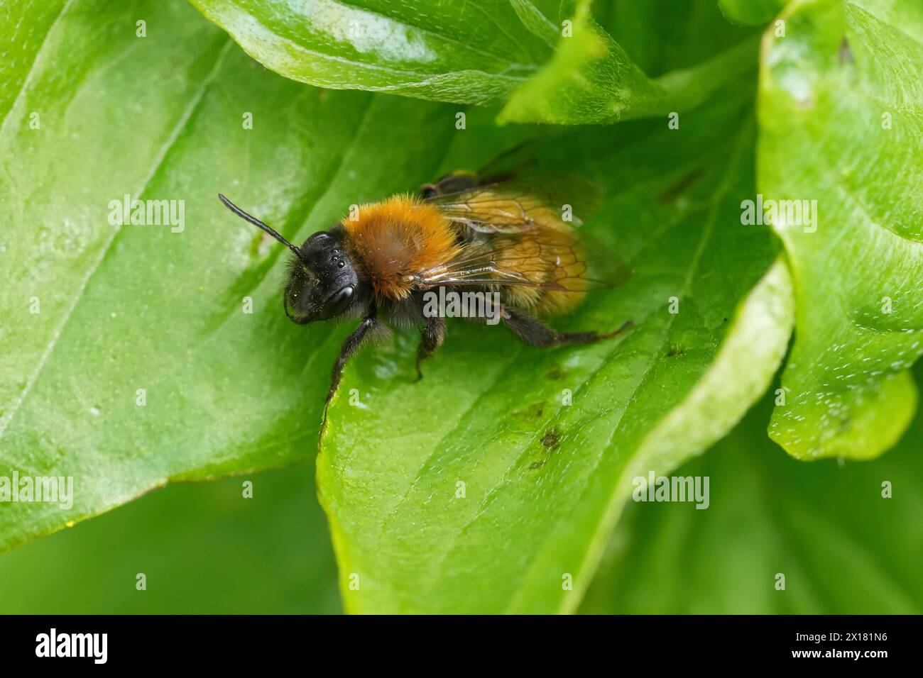 Natural closeup on a decolored and aged female Tawny mining bee, Andren fulva , sitting on a green leaf Stock Photo