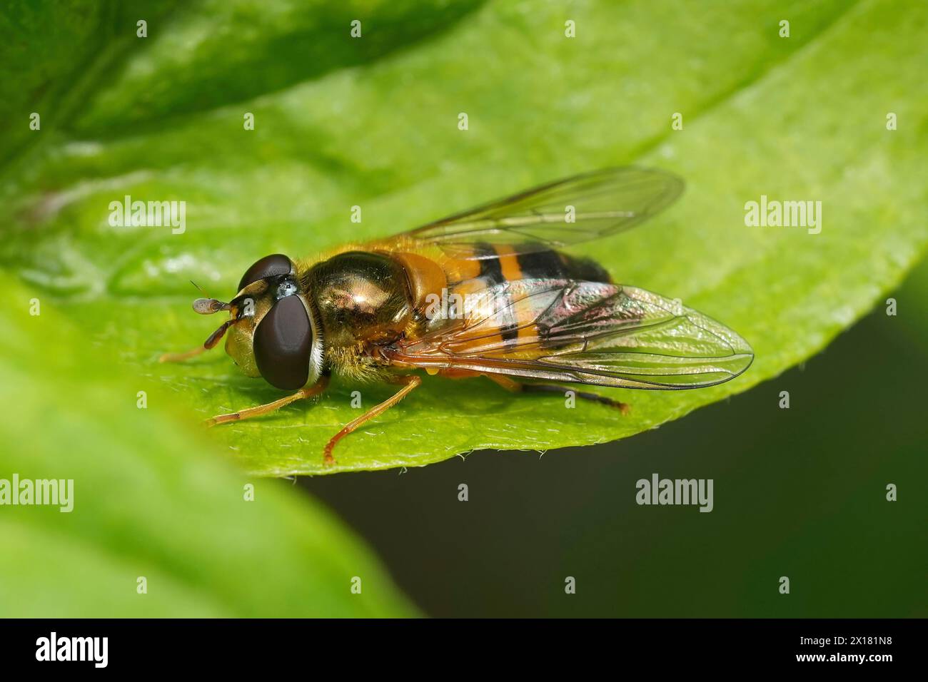 Detailed closeup on the European spring epistrophe hoverfly, Epistrophe eligans sitting on a green leaf Stock Photo