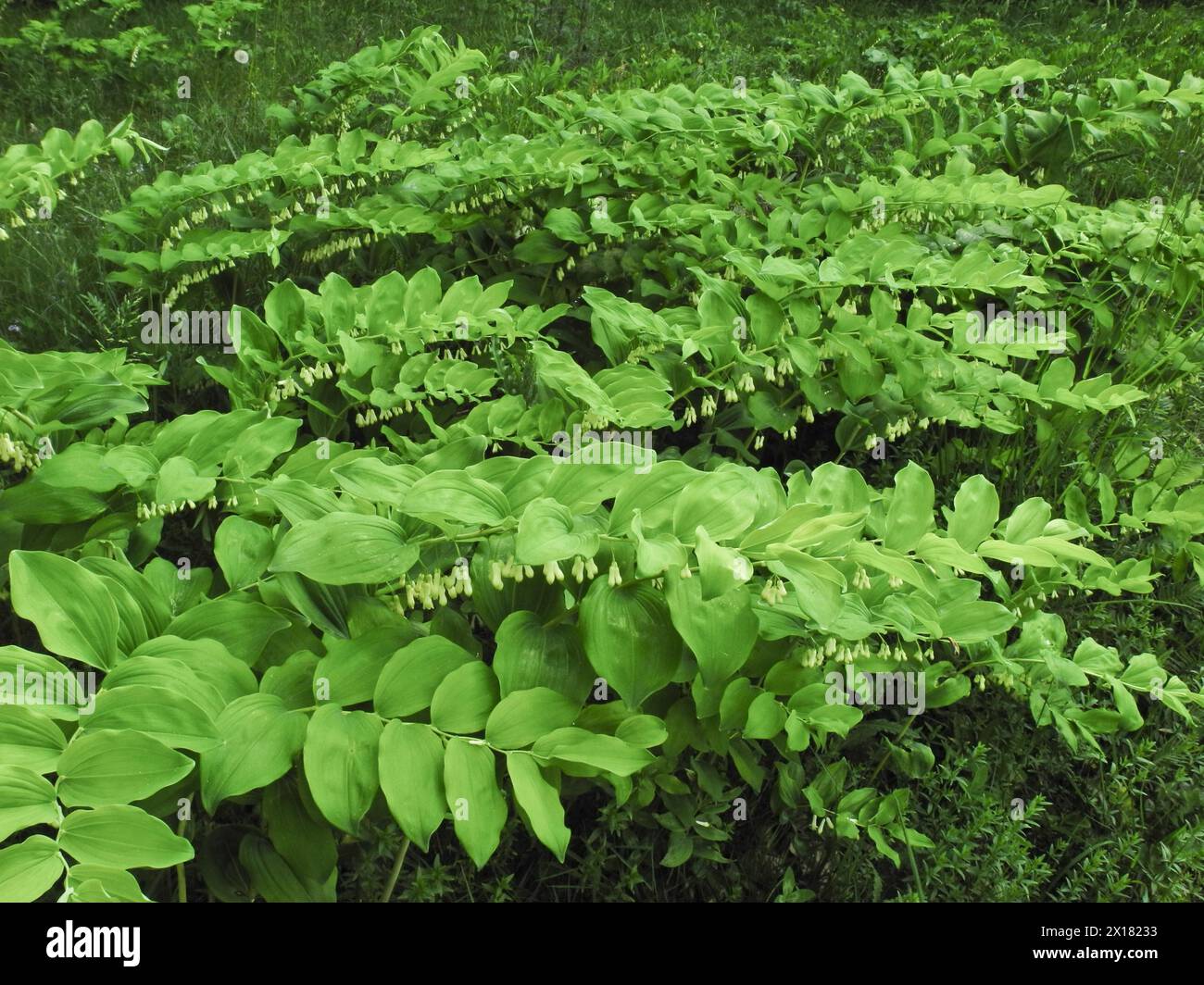 Solomon's seal, Polygonatum multiflorum, Upper Danube nature park Park ...