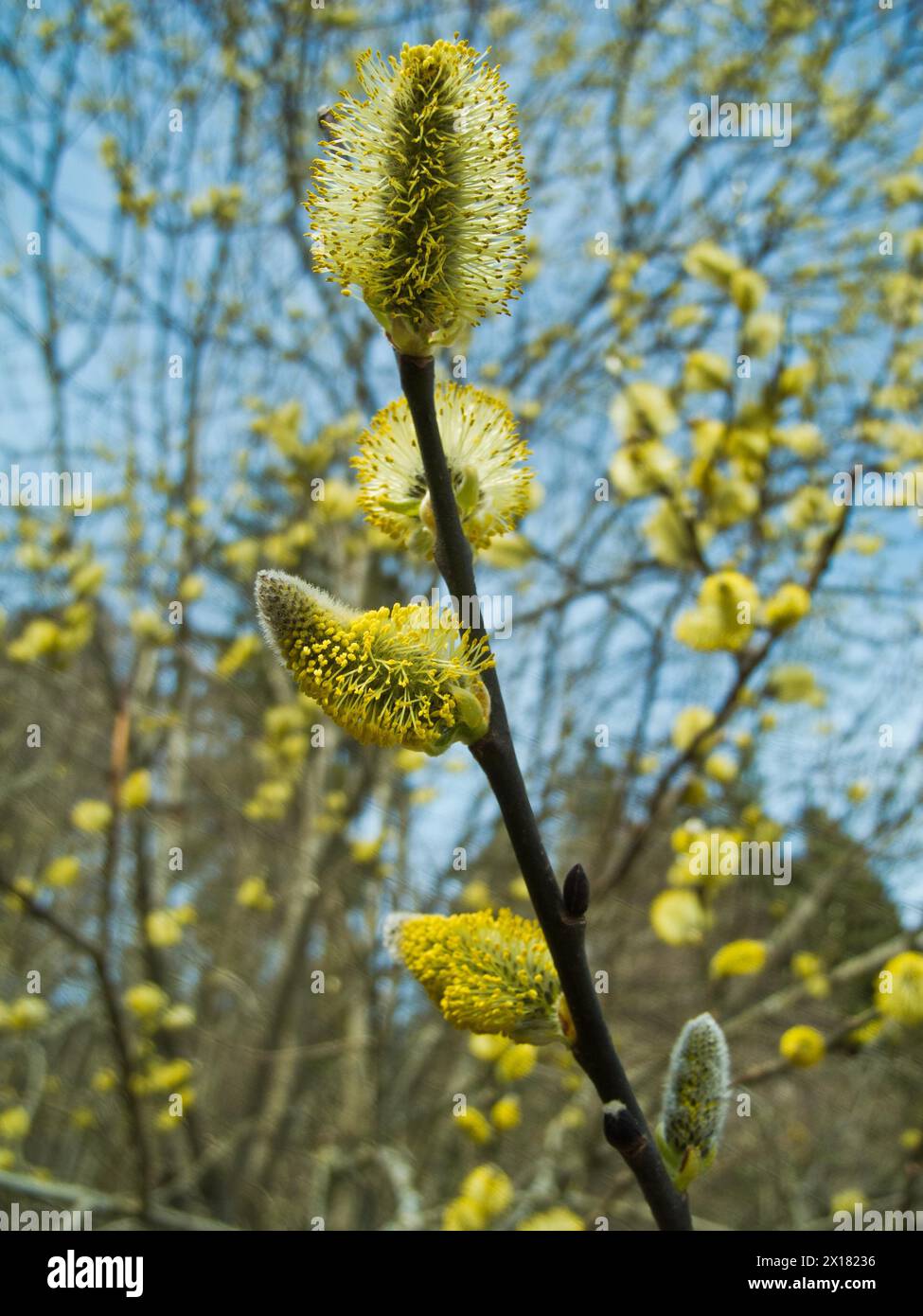 Willow catkins in bloom, Ursental, Tuttlingen, Baden-Wuerttemberg, Germany Stock Photo