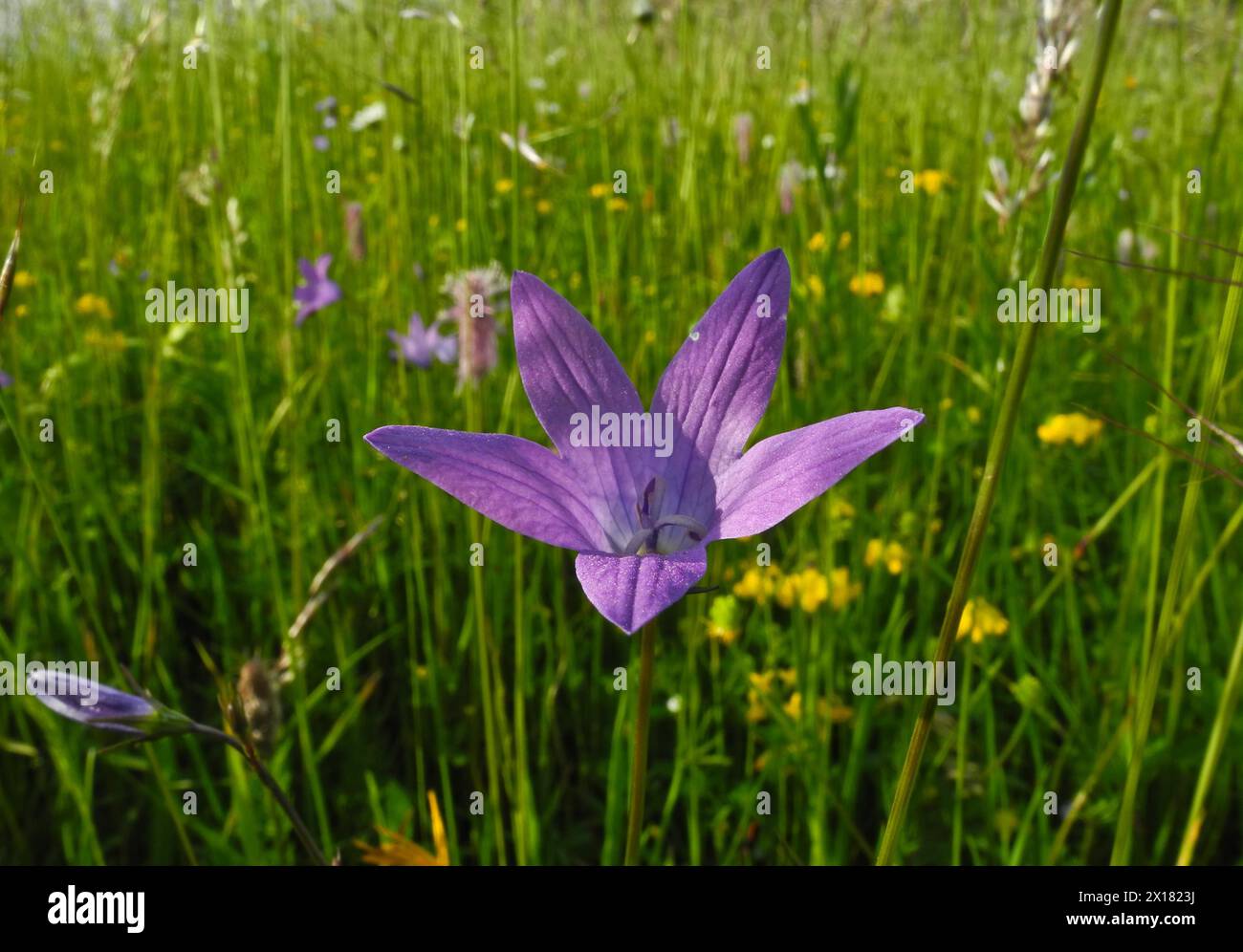 Meadow bellflower, Campanula patula, Upper Danube nature park Park, Tuttlingen district, Baden-Wuerttemberg, Germany Stock Photo