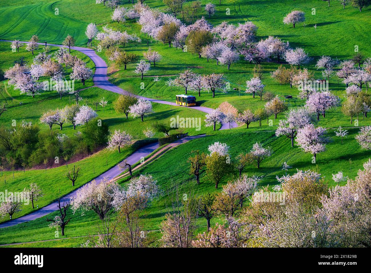 Postbus amidst blossoming cherry trees (Prunus avium), orchard in spring, Canton Solothurn, Switzerland Stock Photo