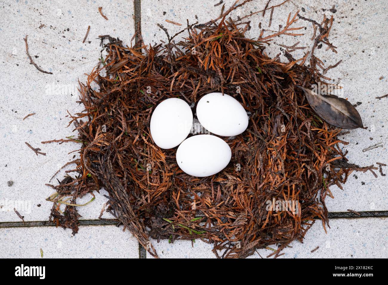 Three white chicken eggs in the nest Stock Photo