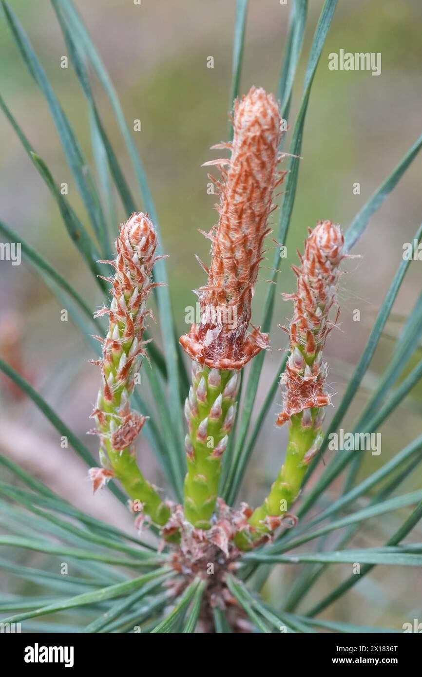 Natural vertical closeup on a twig of the Scotch or Baltic pine, Pinus sylvestris Stock Photo
