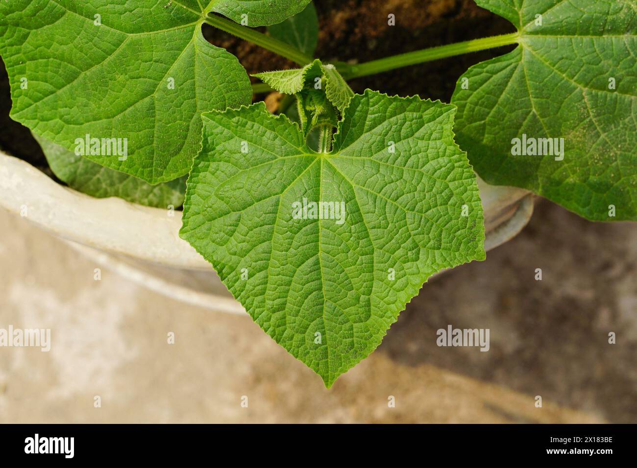 Green pumpkin leaves close up view, Love shaped pumpkin leaves, Heart shaped Stock Photo