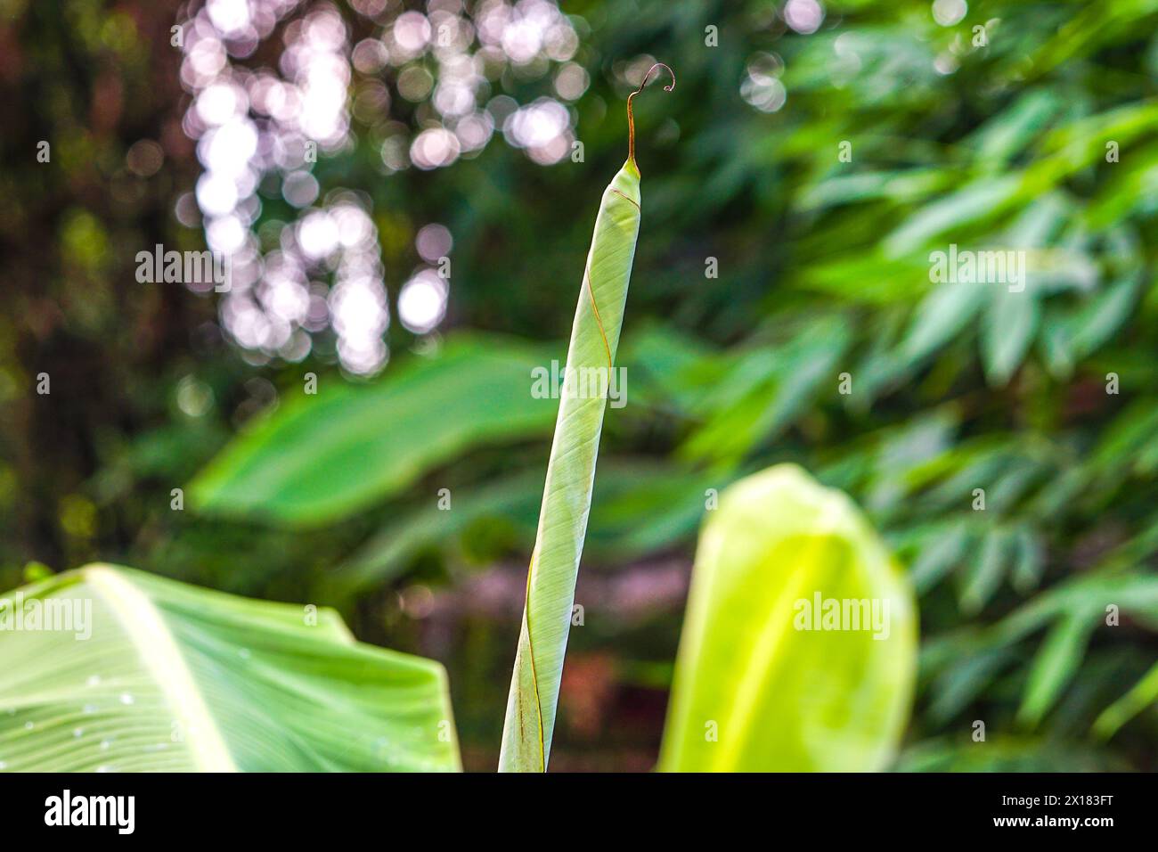 Tender Banana Leaf Close Up View Stock Photo