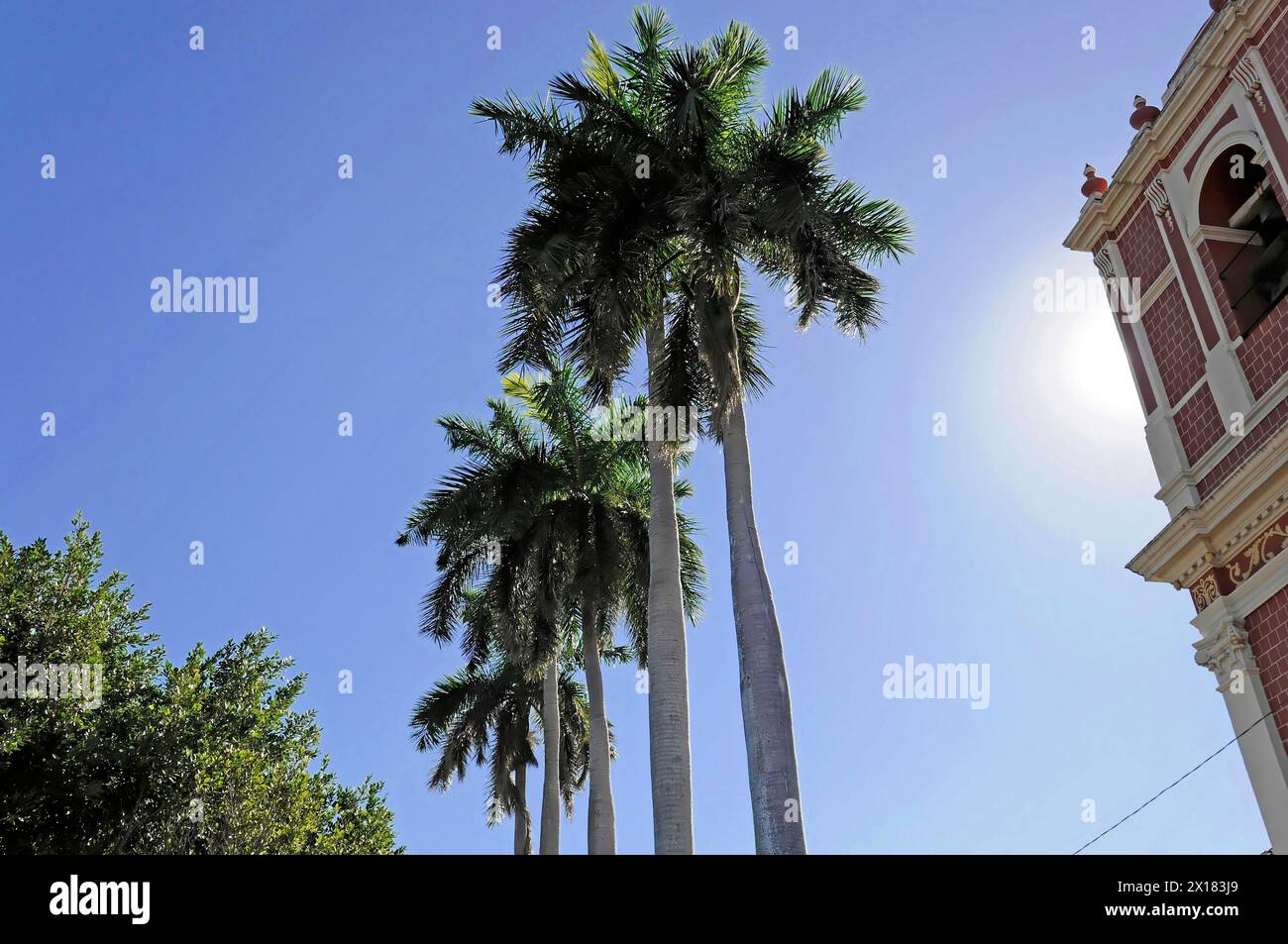 El Calvario Church, Leon, Nicaragua, Central America, Tall palm trees in front of a blue sky next to a church, Central America Stock Photo