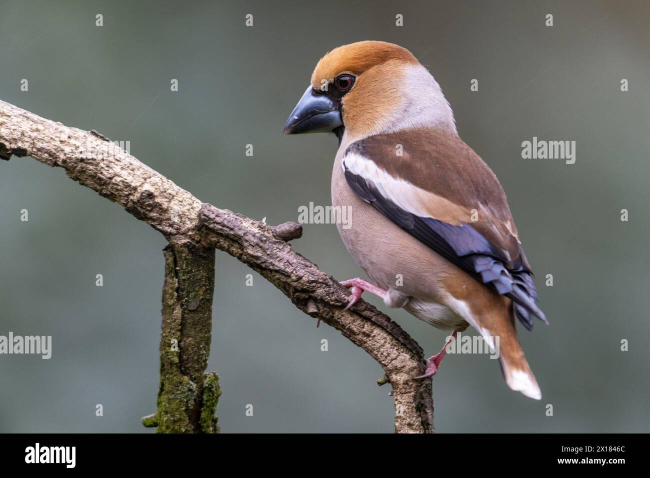 Hawfinch (Coccothraustes coccothraustes), Emsland, Lower Saxony, Germany Stock Photo