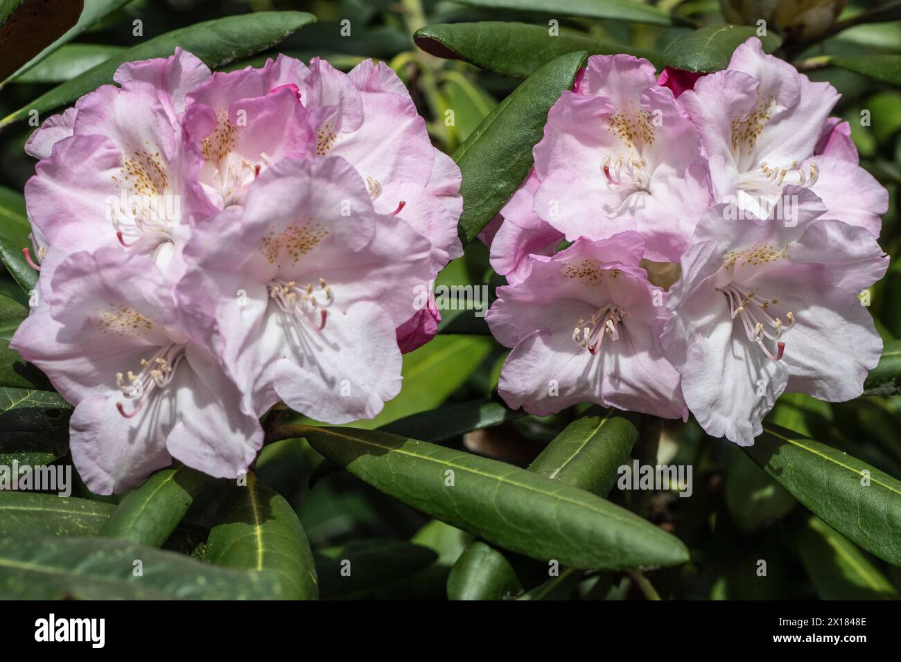 Rhododendron blossoms (Rhododendron Ken Janeck), Emsland, Lower Saxony, Germany Stock Photo