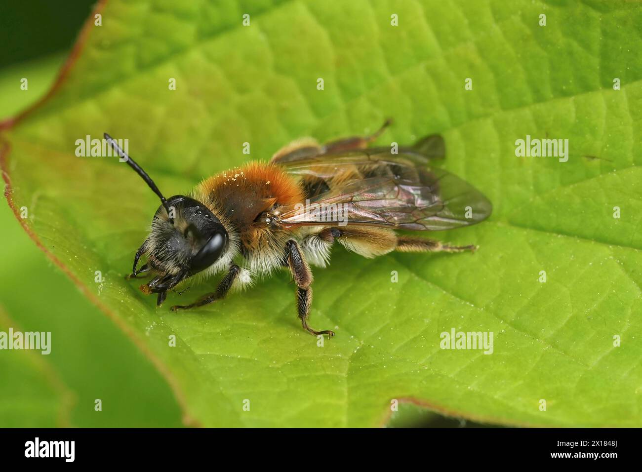 Natural closeup on a Coppice Mining Bee, Andrena helvola sitting on a green leaf Stock Photo