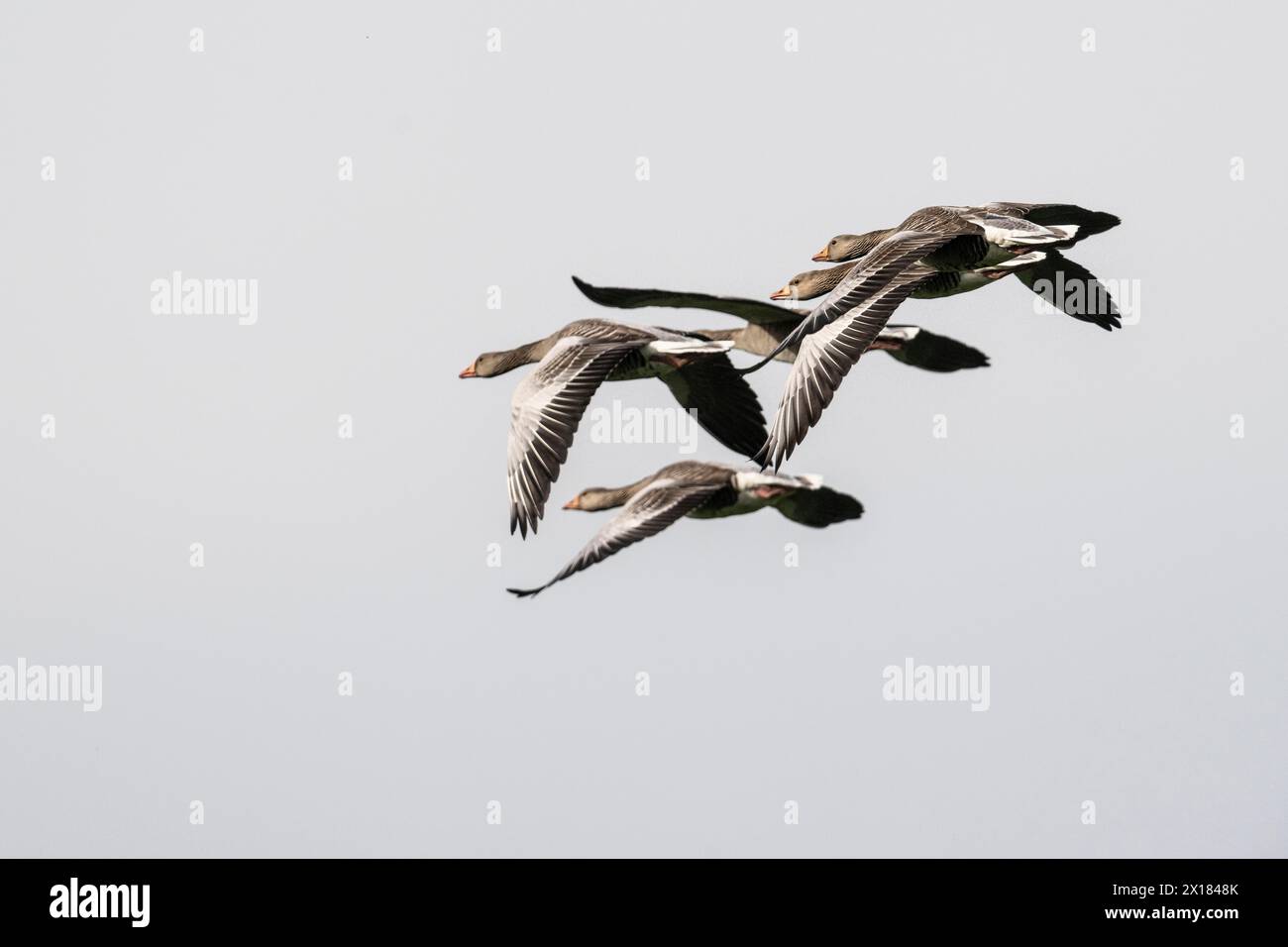 Greylag geese (Anser anser), flying, Emsland, Lower Saxony, Germany Stock Photo