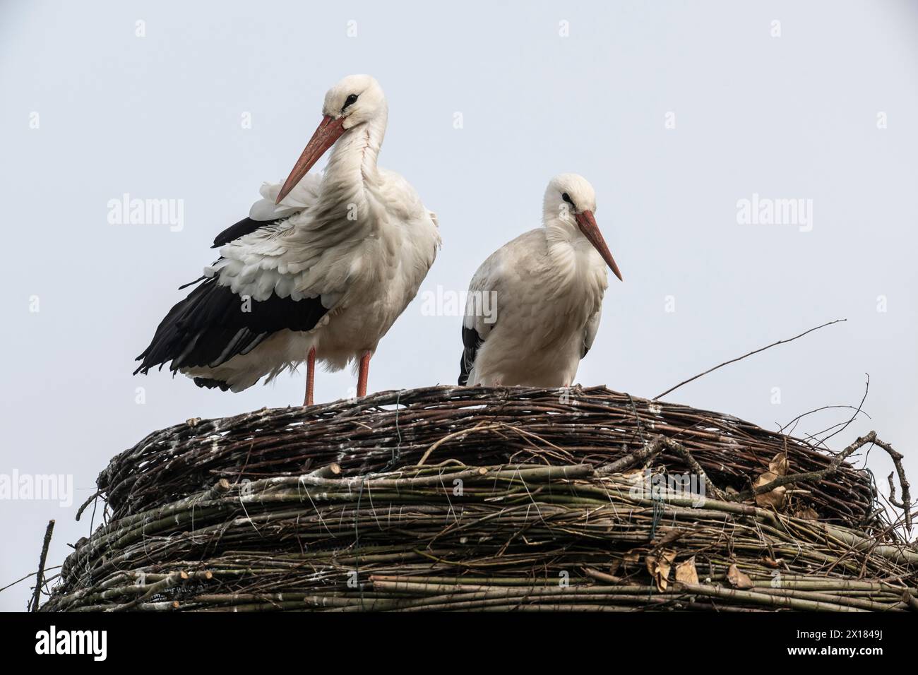 White storks (Ciconia ciconia), Emsland, Lower Saxony, Germany Stock Photo