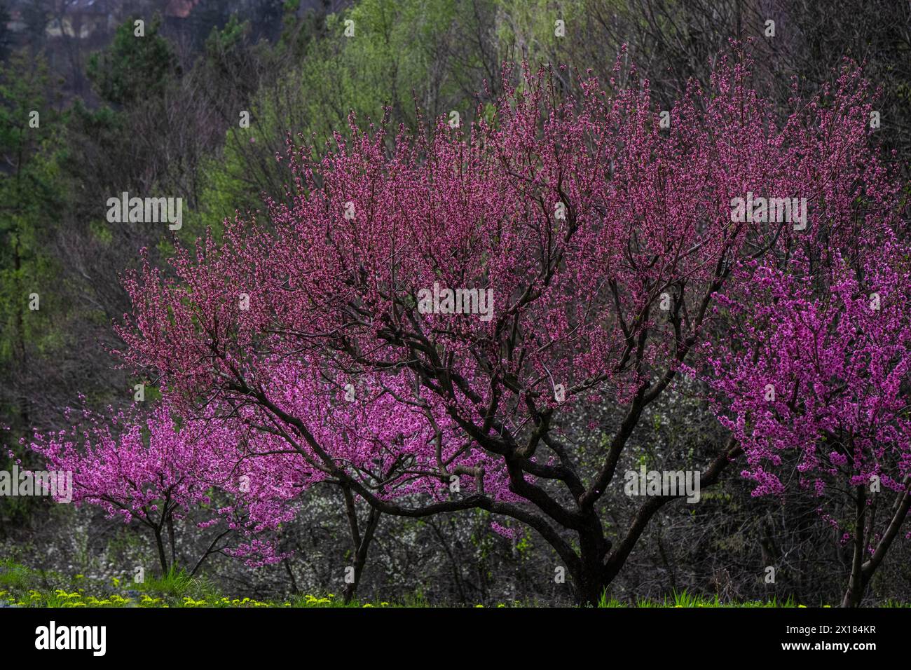 Pink-coloured ornamental shrubs and trees Family of ornamental cherries, Southern Styria, Austria Stock Photo