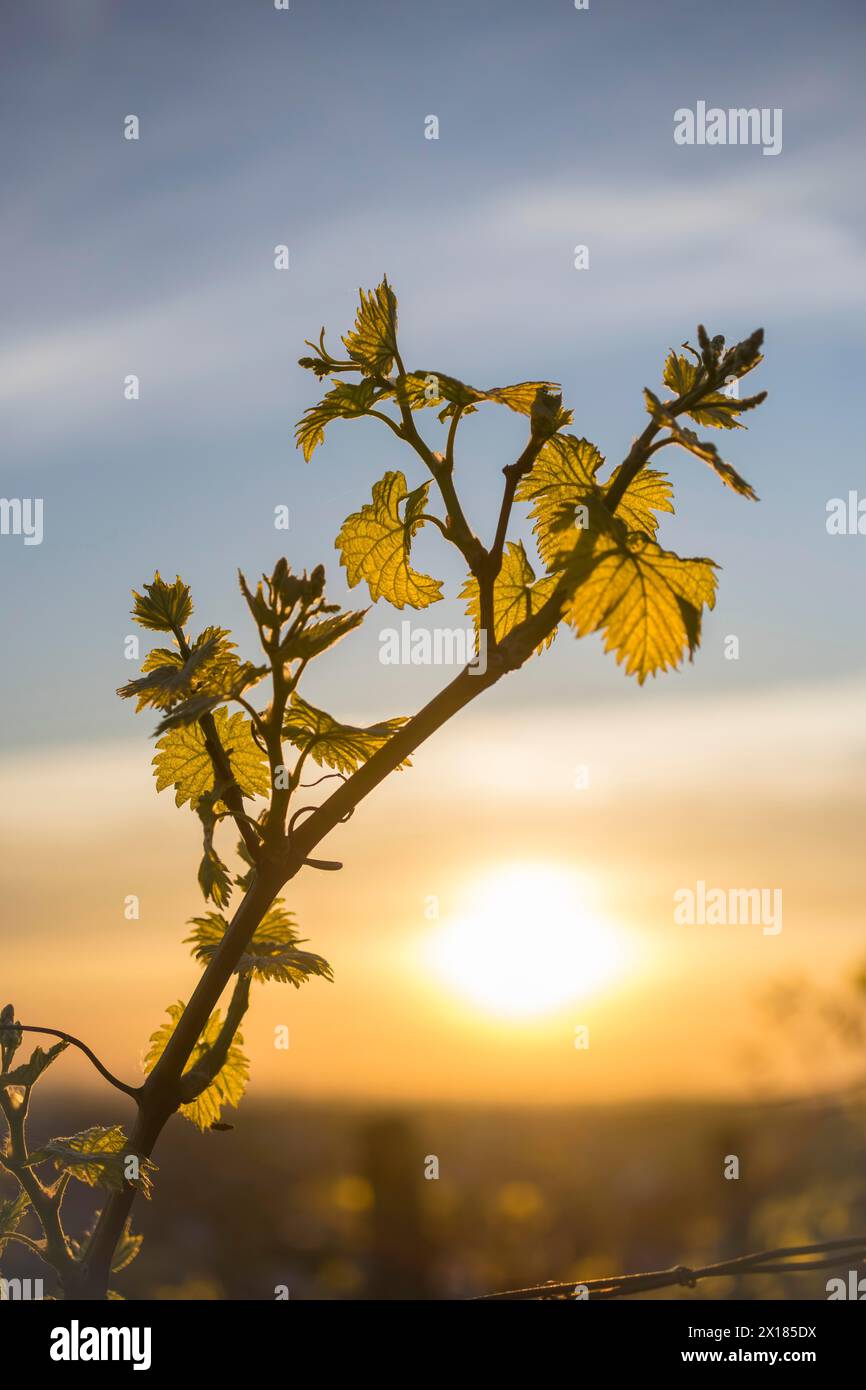 Young leaves of a grapevine in spring, viticulture, budding, shoots, vines, sunset, Baden-Wuerttemberg, Germany Stock Photo