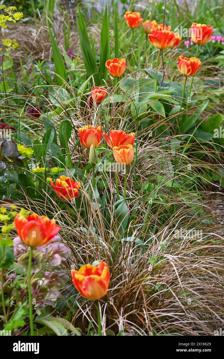 Vibrant red and yellow striped flower of Tulip Banja Luka growing amongst bronze carex, hellebores and euphorbias in UK garden April Stock Photo