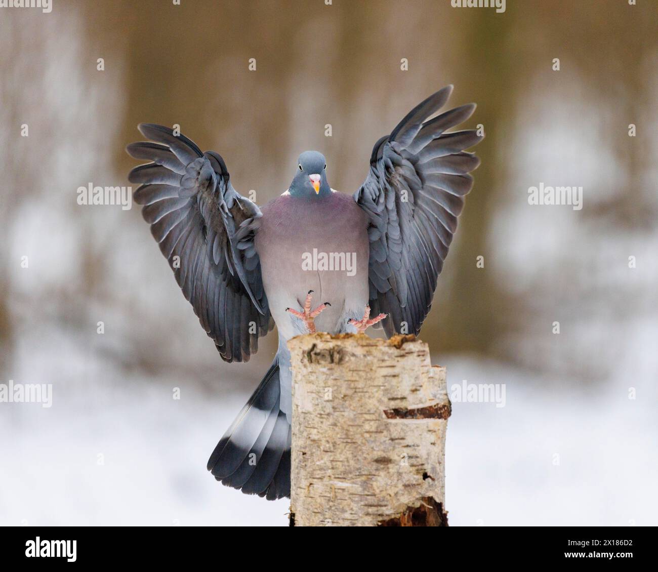 Common wood pigeon (Columba palumbus), Germany Stock Photo