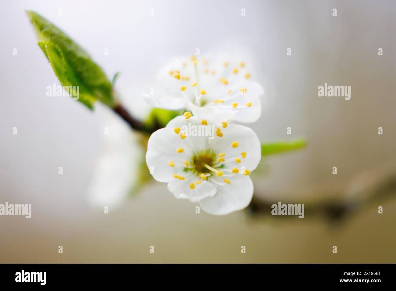 Blossom plum tree, Germany Stock Photo