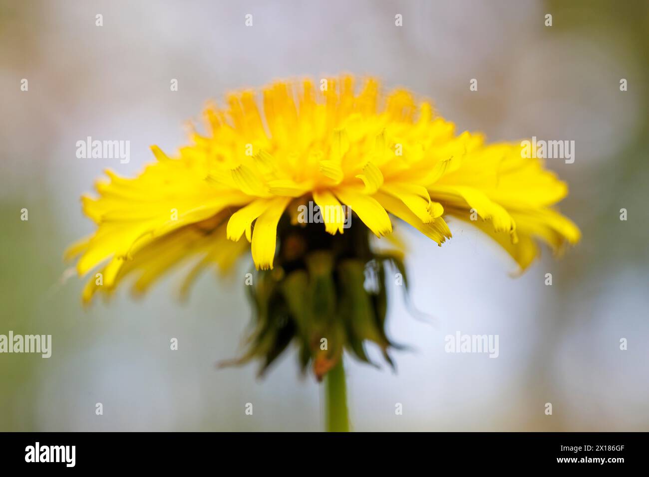Common dandelion (Taraxacum sect. Ruderalia), Germany Stock Photo