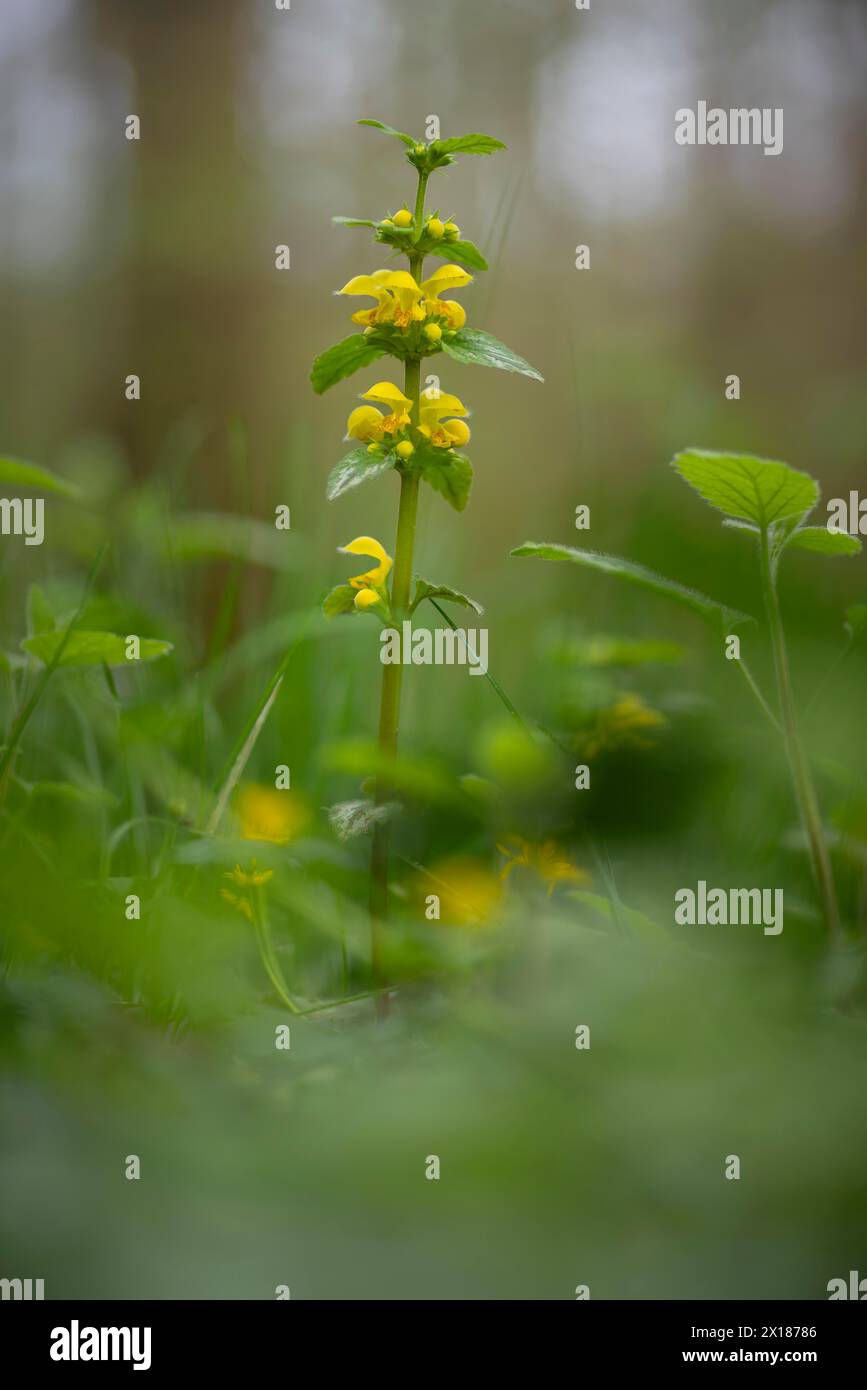 Close-up of a common golden nettle (Galeobdolon luteum agg.), golden ...