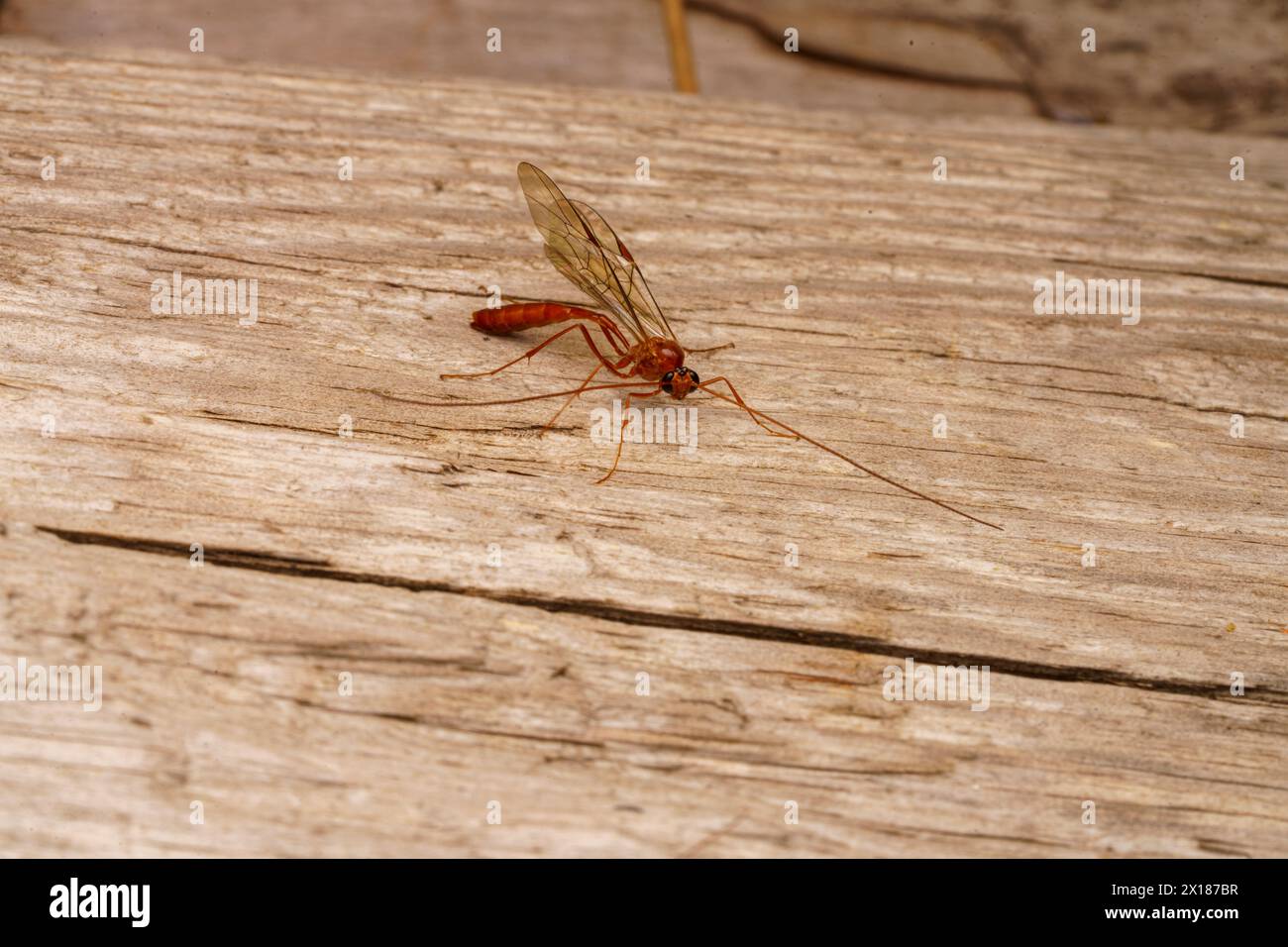 Ophion scutellaris Family Ichneumonidae Genus Ophion Parasitoid wasp wild nature insect photo wallpaper Stock Photo