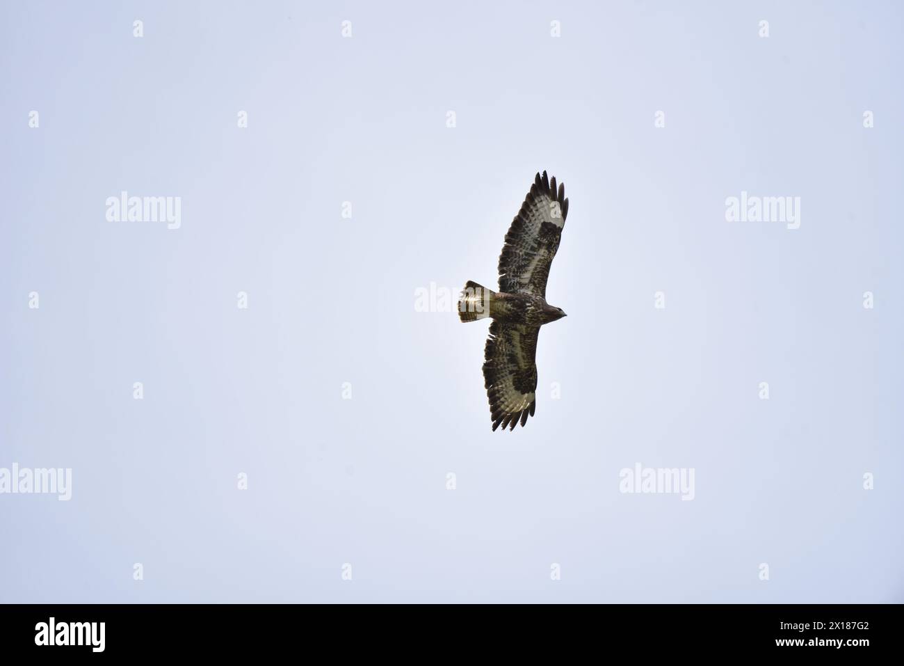Common Buzzard (Buteo buteo) Flying Left to Right with Wings Spread, Viewed from Underneath, against a Pale Blue Sky, taken in the UK in April Stock Photo