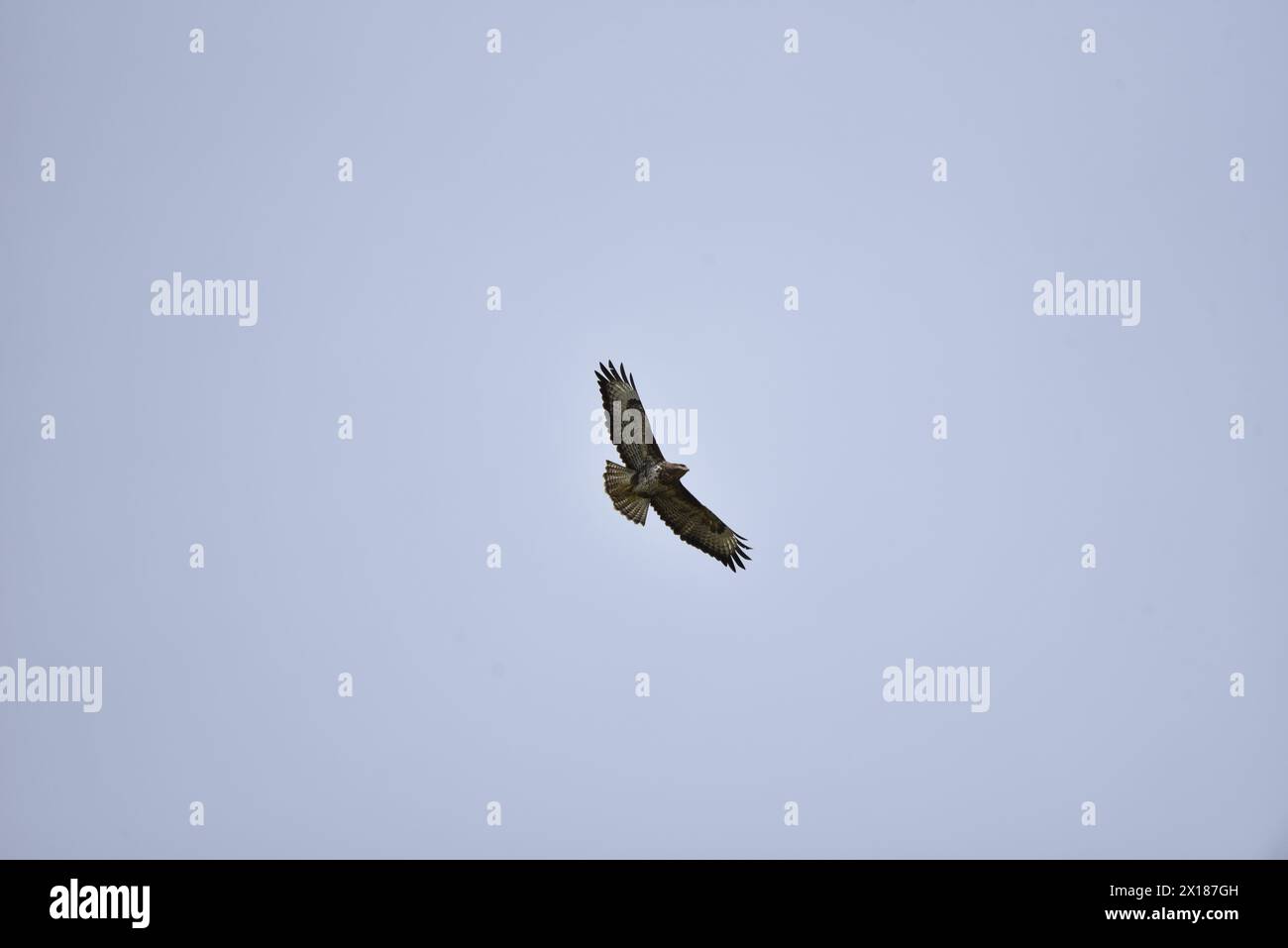Common Buzzard (Buteo buteo) Flying Towards Camera with Wings Spread, against a Pale Blue Sky, taken in the Welsh Countryside in Spring Stock Photo
