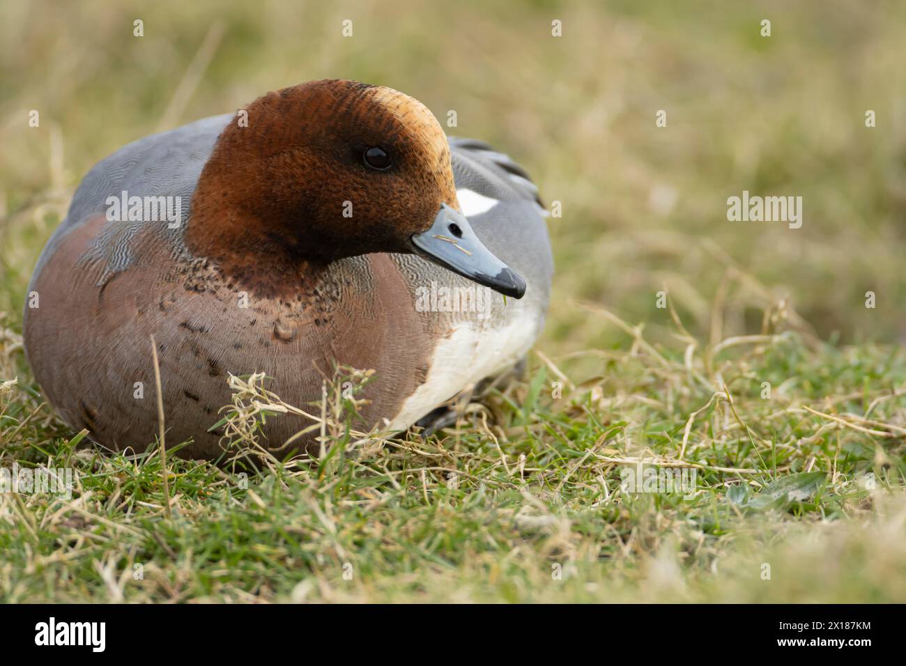 Eurasian wigeon duck (Mareca penelope) adult male bird feeding on grassland, England, United Kingdom Stock Photo