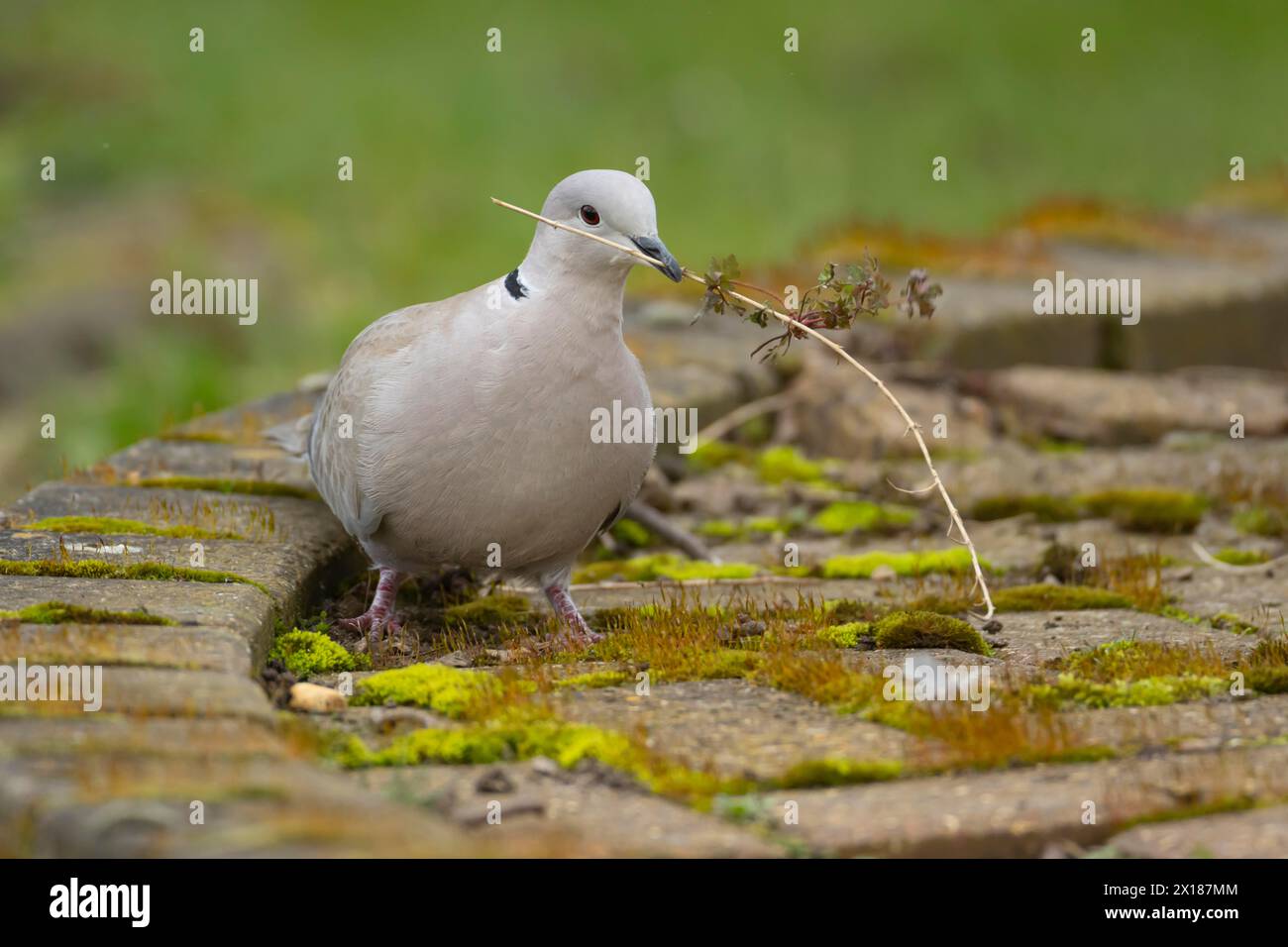 Collared dove (Streptopelia decaocto) adult bird with a stick for nesting material in its beak, Suffolk, England, United Kingdom Stock Photo