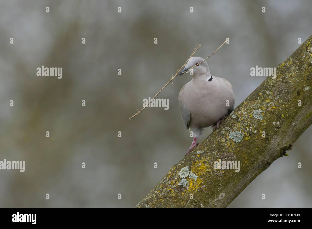 Collared dove (Streptopelia decaocto) adult bird on a tree branch with a stick for nesting material in its beak, Suffolk, England, United Kingdom Stock Photo
