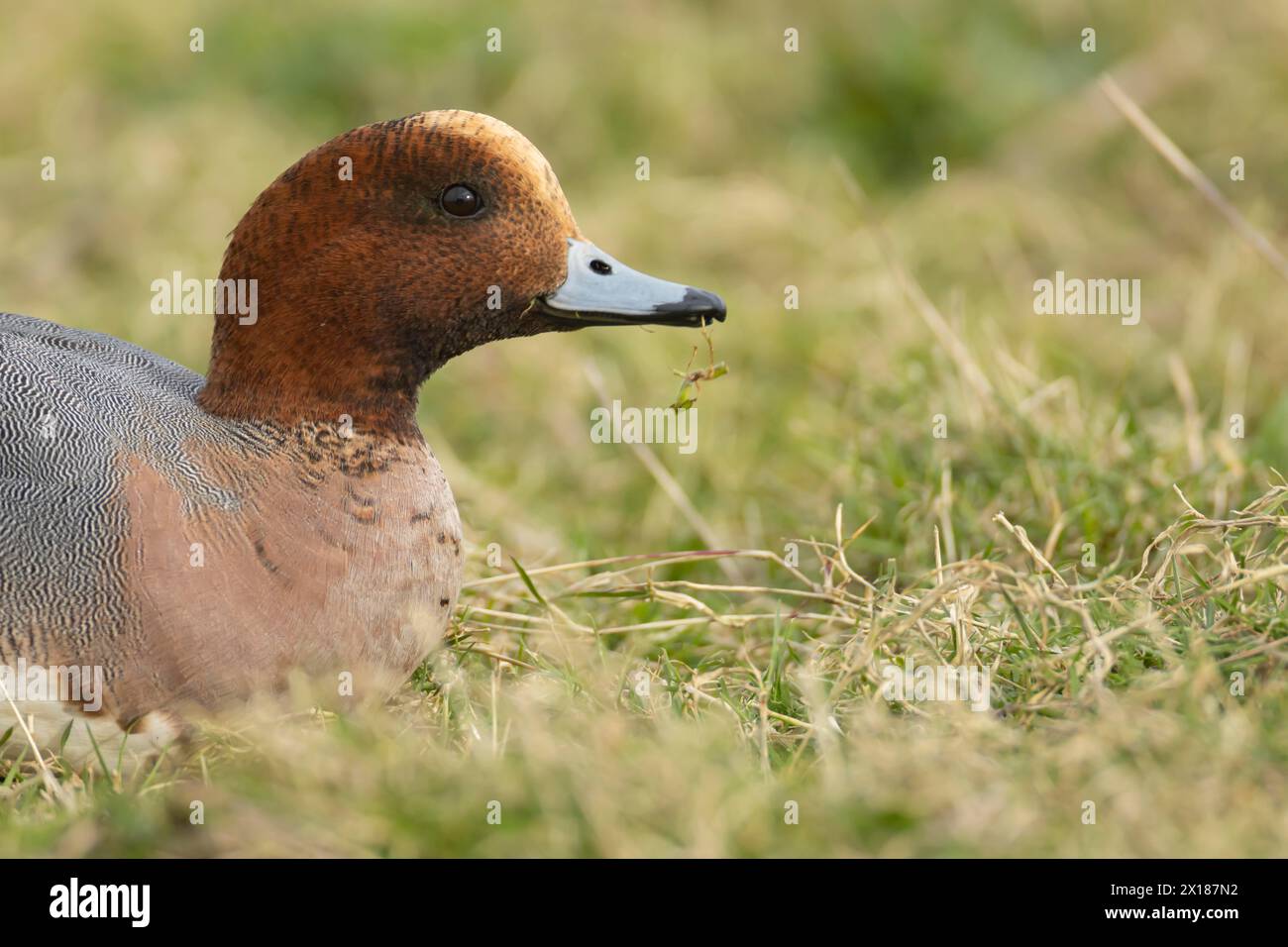 Eurasian wigeon duck (Mareca penelope) adult male bird feeding on grassland, England, United Kingdom Stock Photo