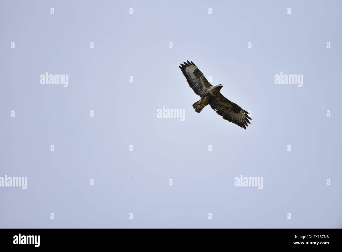 Underneath View of a Common Buzzard (Buteo buteo) Soaring Upwards from Left to Right, against a Pale Blue Sky, taken in mid-Wales, UK in April Stock Photo