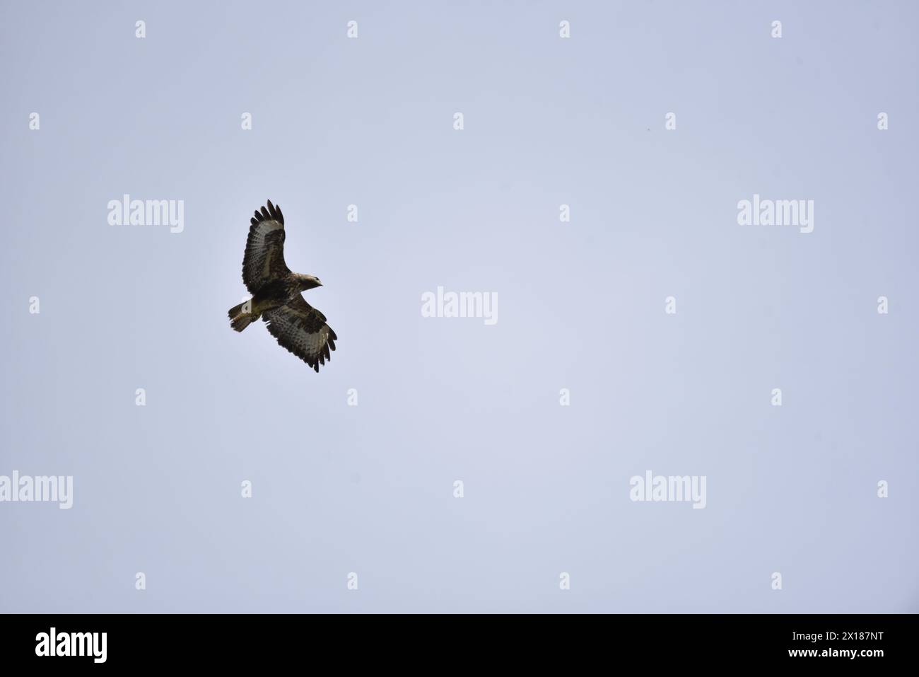 Common Buzzard (Buteo buteo) Flying from Left to Right, Left of Image, against a Pale Blue Sky, taken in mid-Wales, UK in April Stock Photo