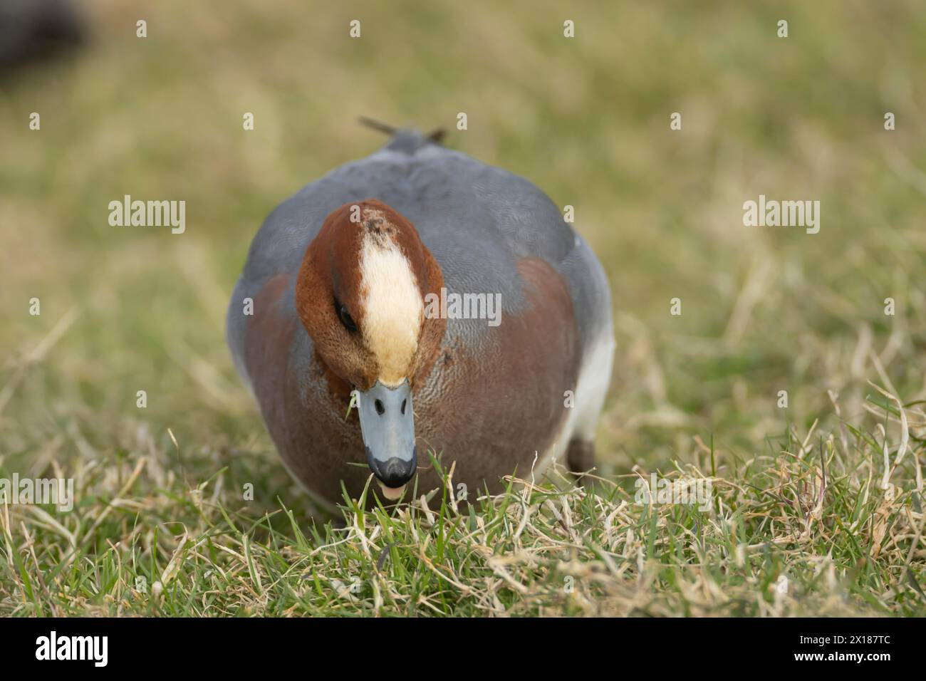 Eurasian wigeon duck (Mareca penelope) adult male bird feeding on grassland, England, United Kingdom Stock Photo