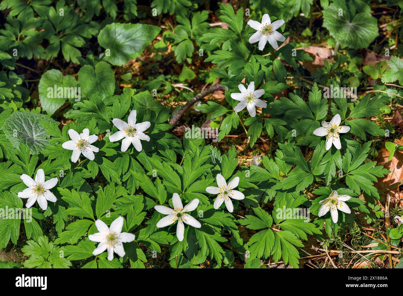 Wood anemone (Anemonoides nemorosa, syn. Anemone nemorosa), Allgaeu ...