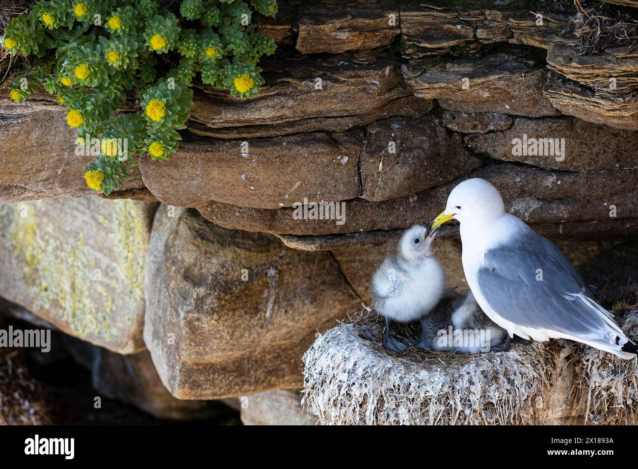 Kittiwake (Rissa tridactyla), chick on nest begging for food, Varanger, Finnmark, Norway Stock Photo