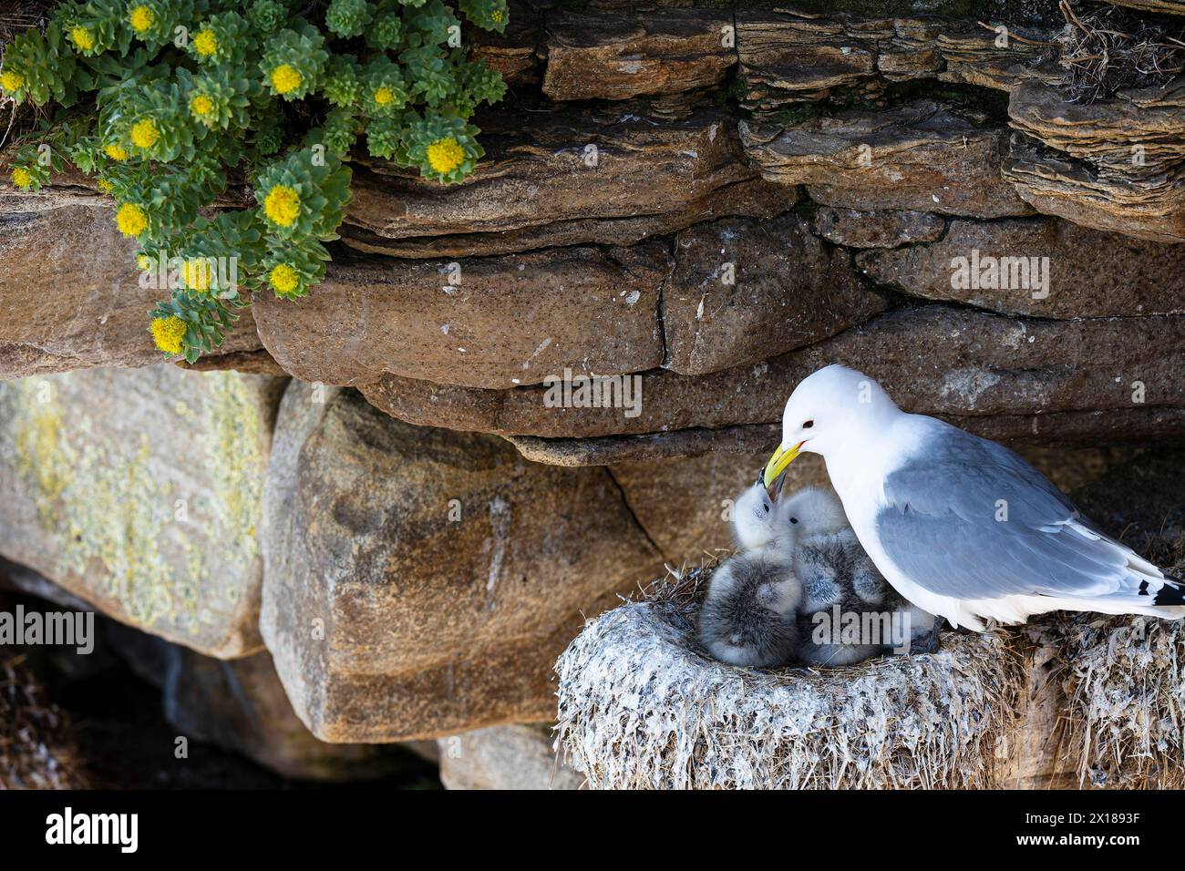 Kittiwake (Rissa tridactyla), chick on nest begging for food, Varanger, Finnmark, Norway Stock Photo