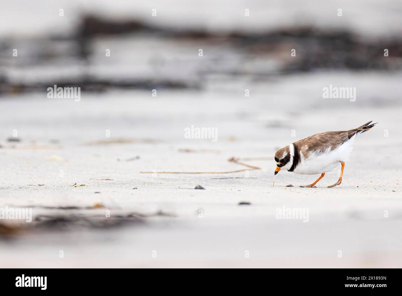 Ringed Plover (Charadrius hiaticula), adult bird pulling a small worm out of the sand, Varanger, Finnmark, Norway Stock Photo