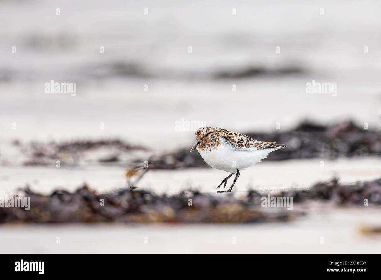 Little stint (Calidris minuta), adult bird walking on the beach ...